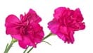 Carnation